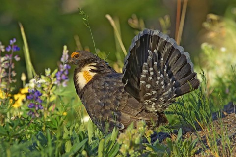 Rock Partridge