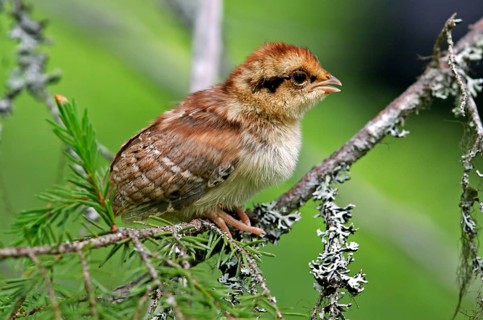 Hazel grouse
