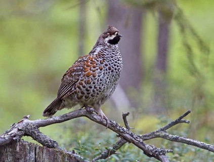 Hazel grouse