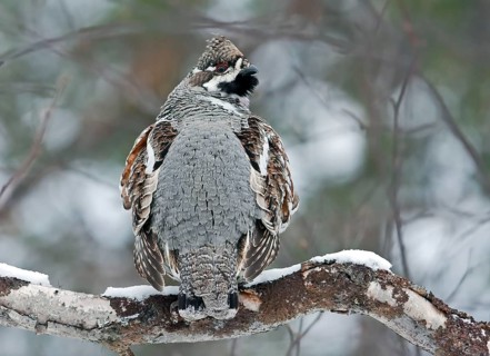 Hazel Grouse