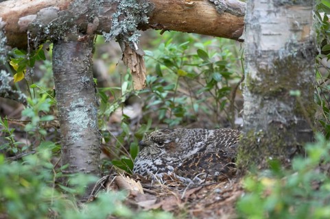 Hazel grouse