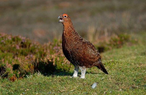 Red Grouse