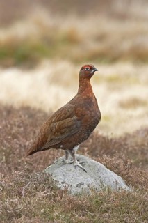 Red grouses