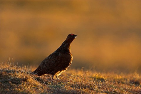Scottish Grouse