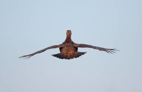 Scottish Grouse