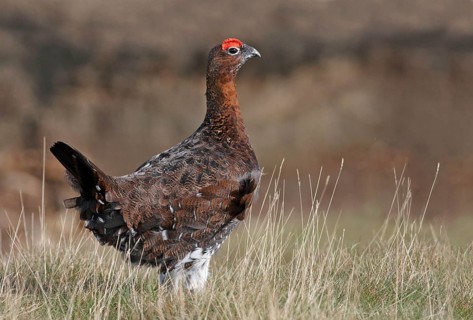 Red Grouse