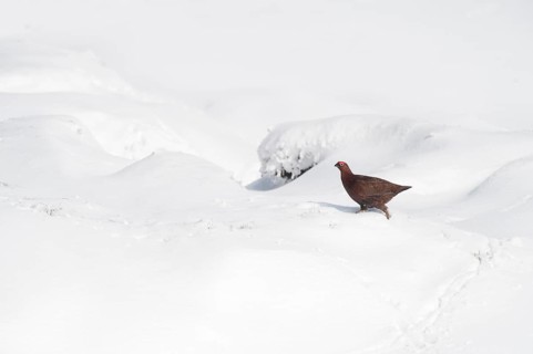 Scottish Grouse