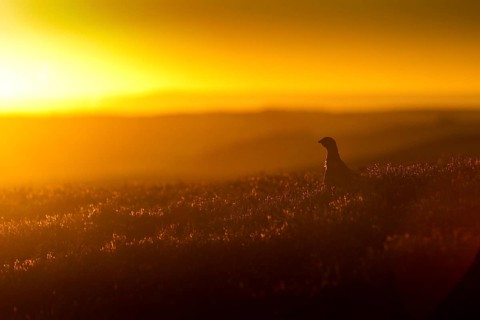 Red Grouse