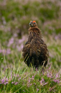 Red Grouse