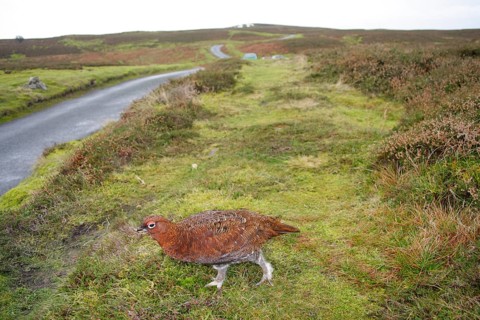 Scottish Grouse