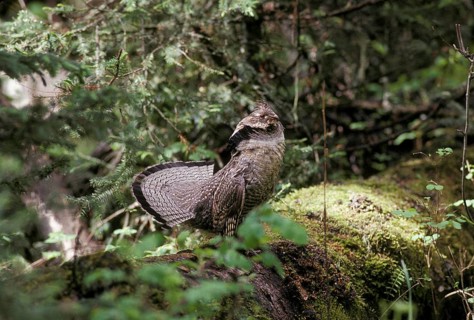 Ruffed grouse