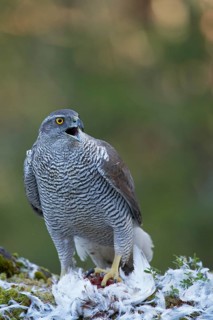 Northern northern goshawk