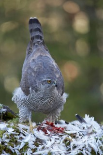 Northern northern goshawk