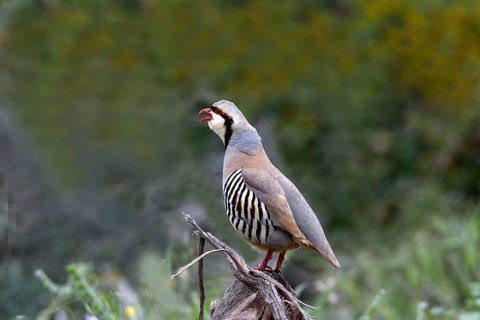 Chukar partridges