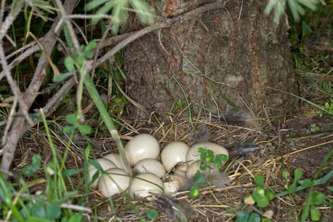 Chukar Partridge