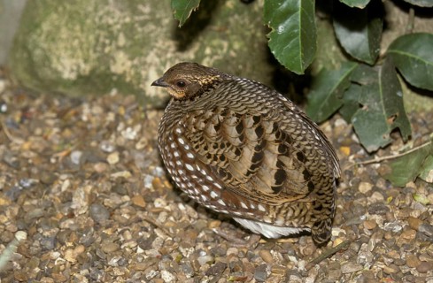 Wood Partridge
