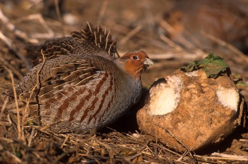 Partridge