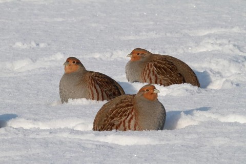 Grey gray partridge