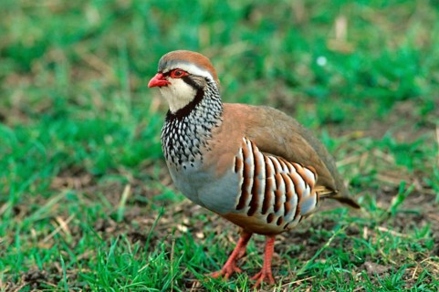 Red-legged partridges