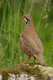 Red-legged partridge