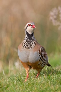 Red-legged partridge