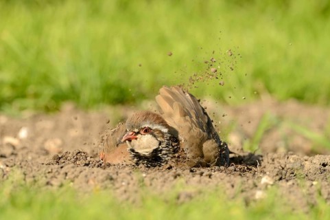 Red-legged Partridge