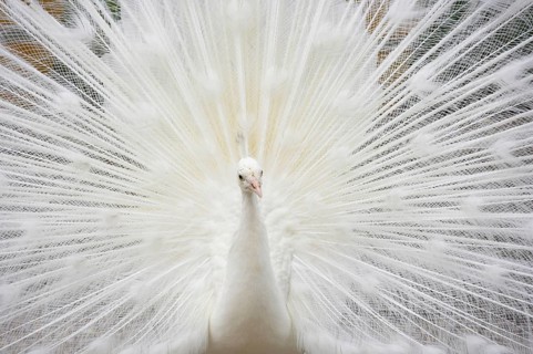 Indian peafowl