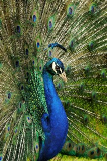 Indian indian peafowl
