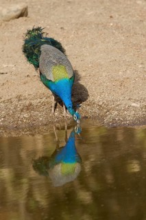Indian indian peafowl