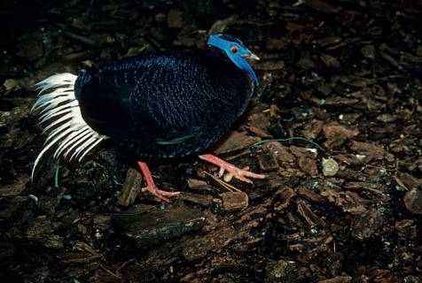 Bulwer's Pheasant
