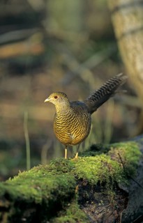 Golden pheasant
