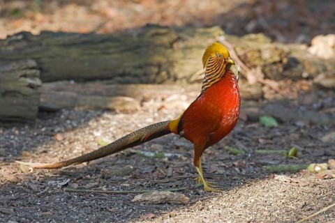 Golden pheasant