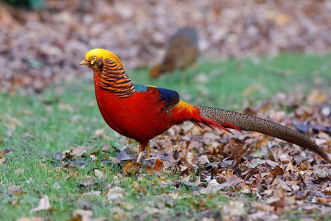 Golden pheasant