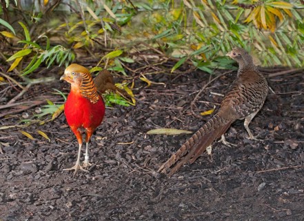 Golden pheasant