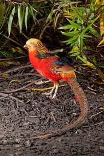 Golden pheasant