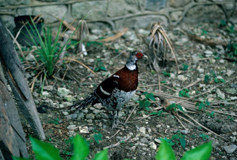 Elliotic elliot's pheasant