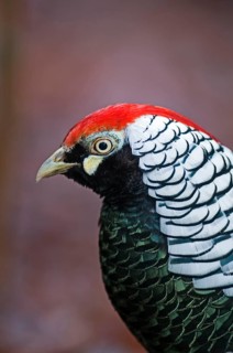 Lady Amherst's lady amherst's pheasant