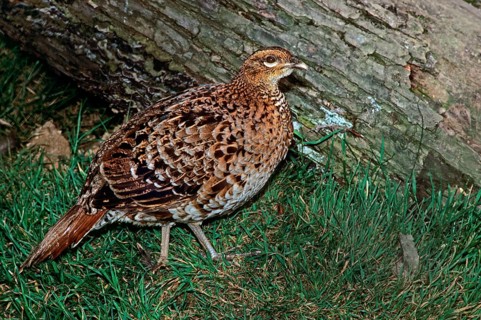 Copper Pheasant