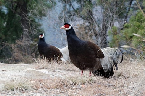 Brown Eared-pheasant