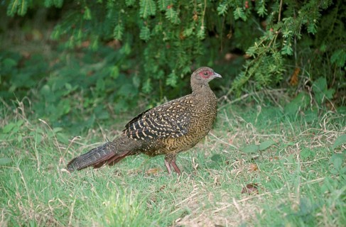 Swinhoe's swinhoe's pheasant