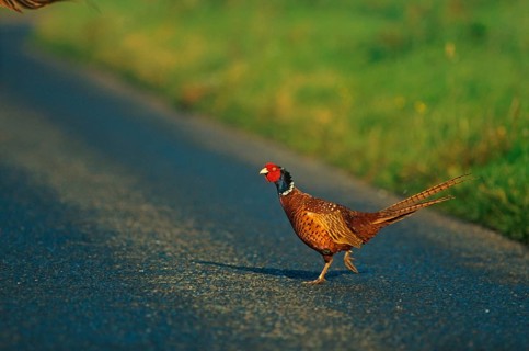 Hunting Pheasant