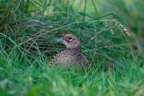 Hunting Pheasant