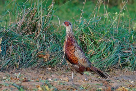 Hunting pheasant