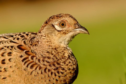 Common pheasant
