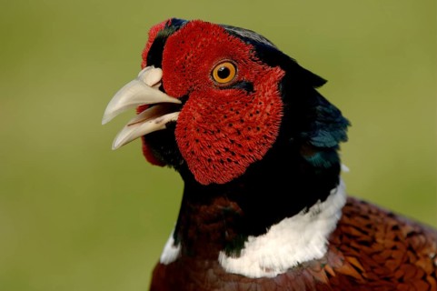 Common pheasant