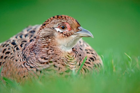 Common pheasant