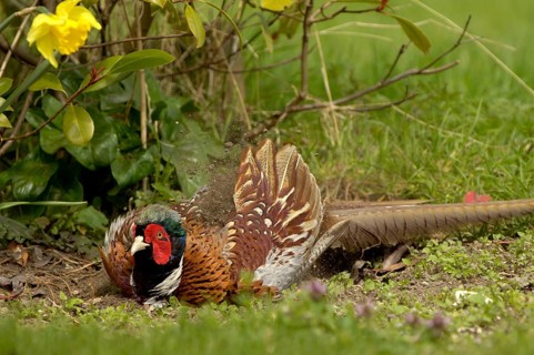 Hunting Pheasant