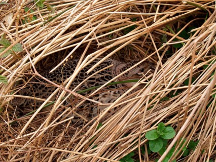 Common pheasant