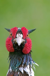 Common Pheasant