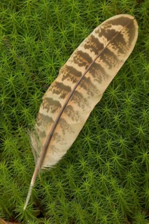 Common Pheasant